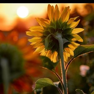 PRICES SLASHED ON FRANK & EILEEN!!!